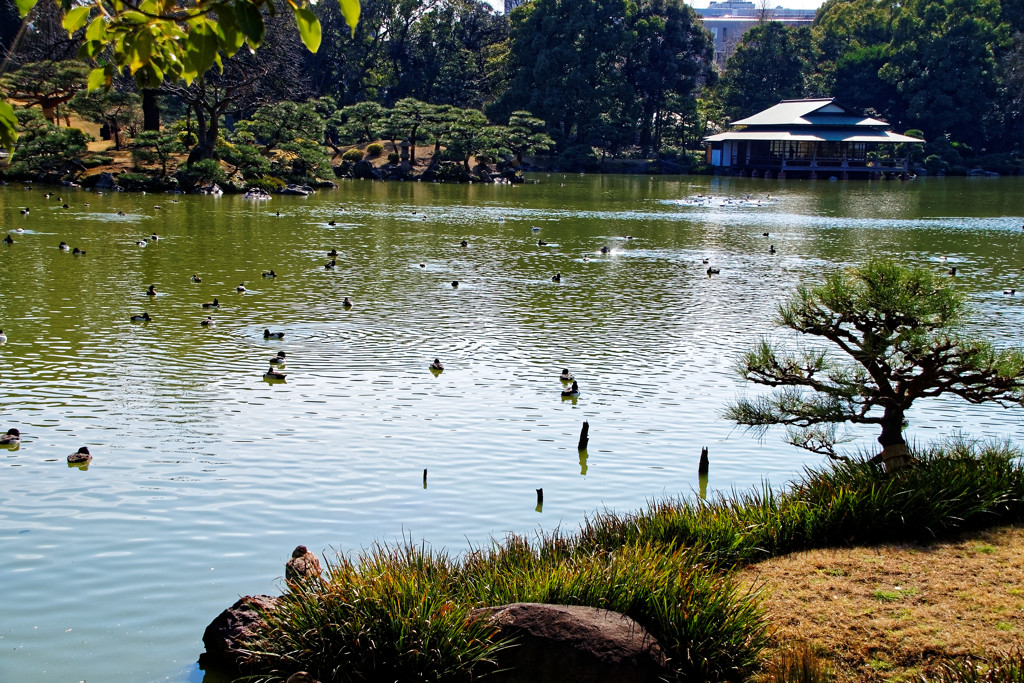 水鳥群れる大泉水　清澄庭園にて