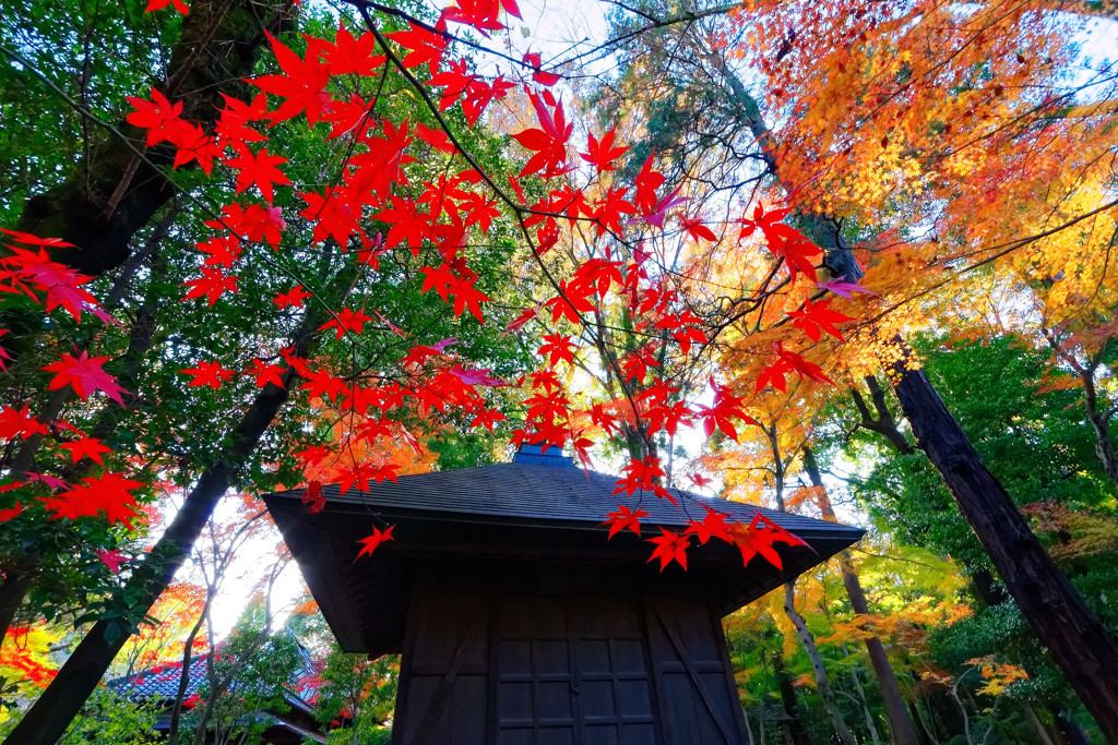 経蔵と紅葉　平林寺にて