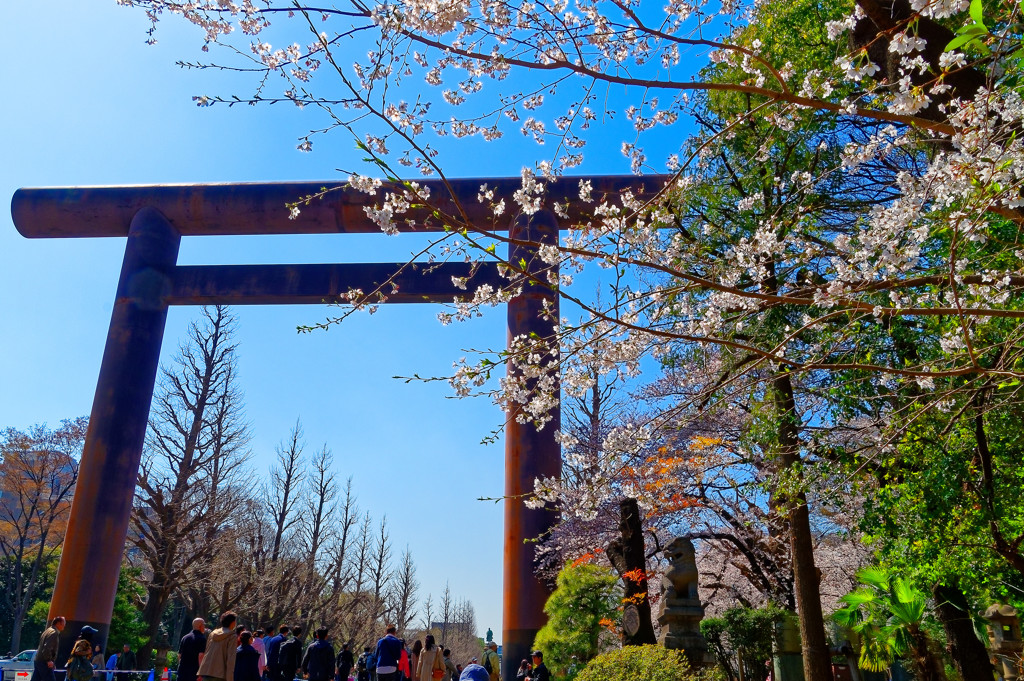 ソメイヨシノと大鳥居　（靖国神社）