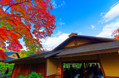 碧空と紅葉と清池軒 日本庭園②　（国営昭和記念公園）