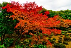真っ赤に色付く紅葉　(北区西ヶ原 旧古河庭園)