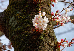 与野公園の桜