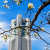 白木蓮　桜木町駅前（横浜）にて