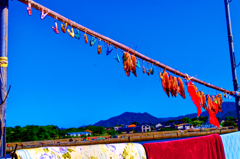 好天に恵まれ干物干す長閑な情景