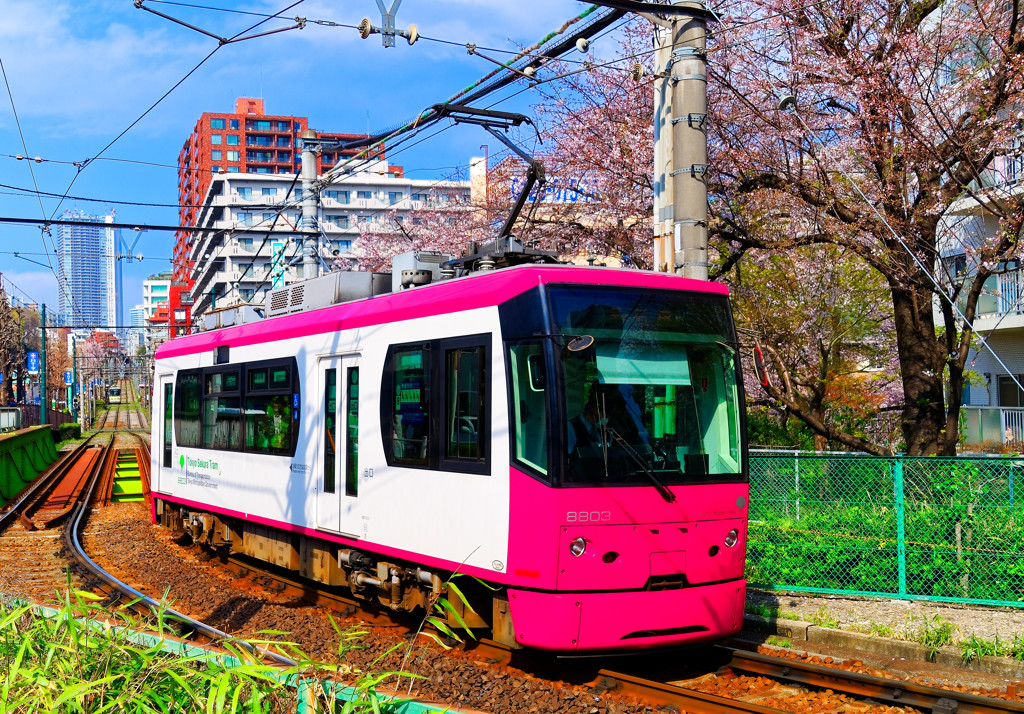 桜の木の側を走る都電荒川線　（新宿区西早稲田）