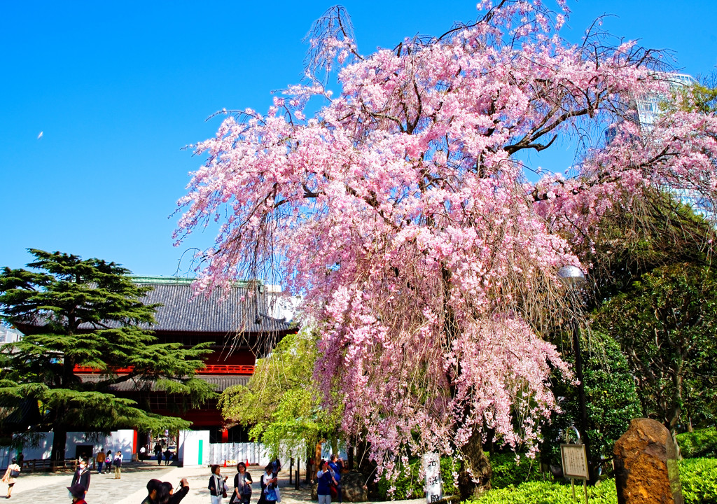 枝垂桜　増上寺にて