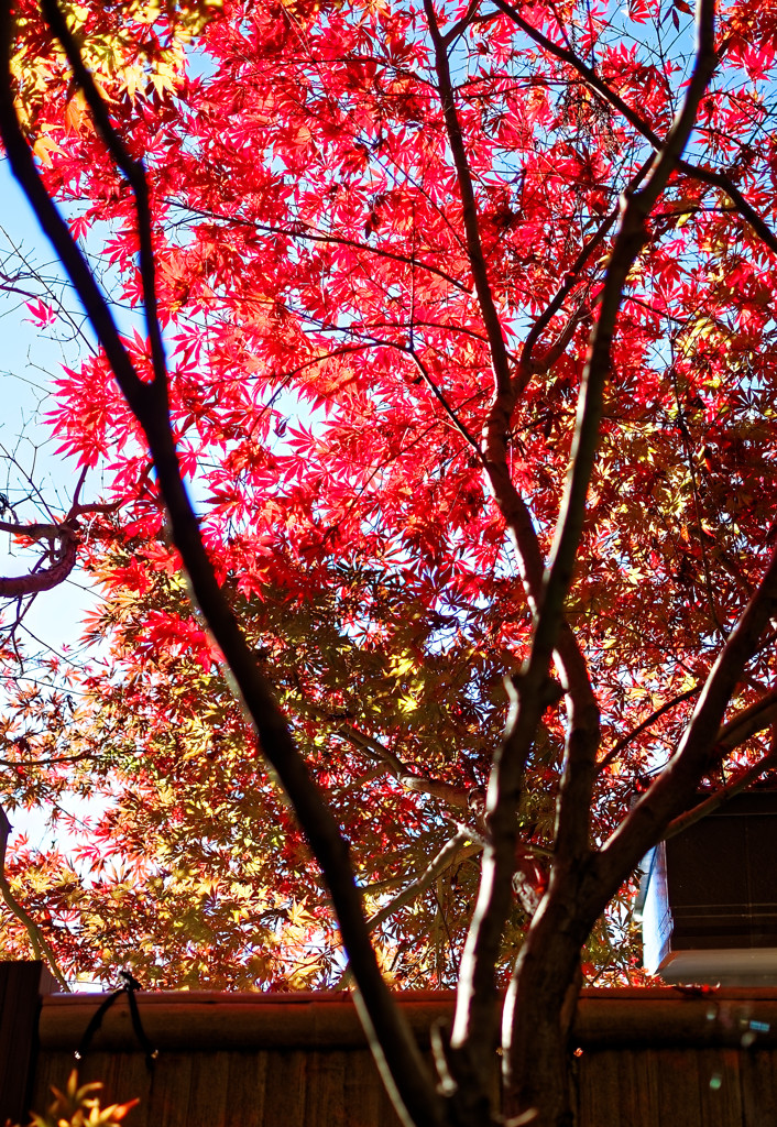 平林寺の紅葉　モミジと竹塀