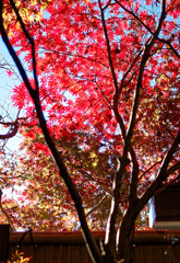 平林寺の紅葉　モミジと竹塀