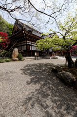 木漏れ日の深大寺