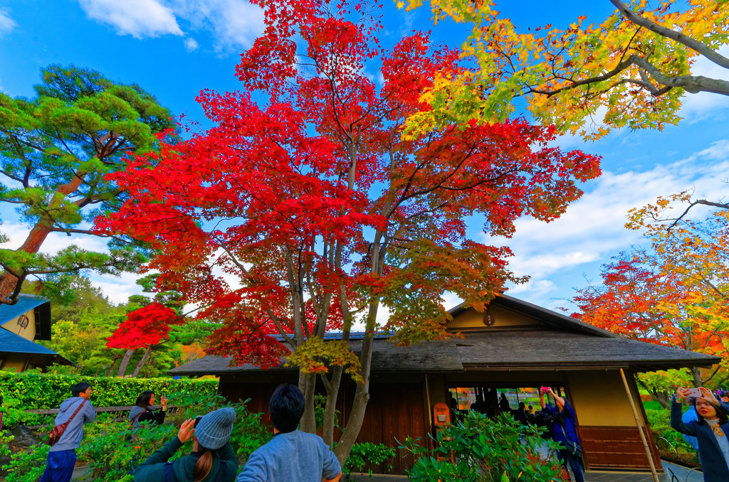 碧空と紅葉と清池軒 日本庭園①　（国営昭和記念公園）