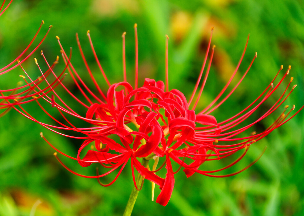 紅く染まる曼珠沙華　(小石川後楽園)