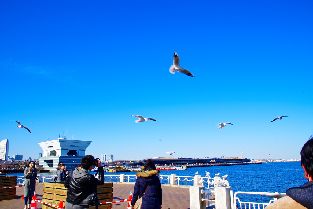 ユリカモメ舞う　横浜 山下公園にて