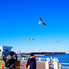 ユリカモメ舞う　横浜 山下公園にて