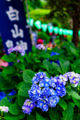 幟をバックに紫陽花　（文京あじさいまつり 白山神社）