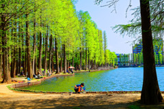 新緑の別所沼公園　（さいたま市）