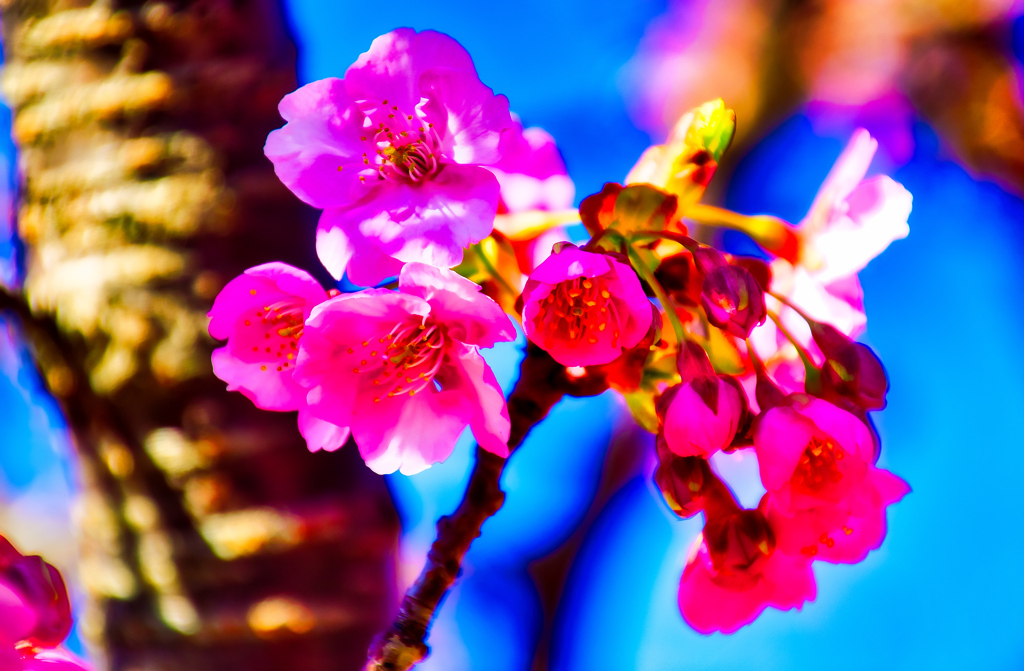 青空バックに映える河津桜は美しい④