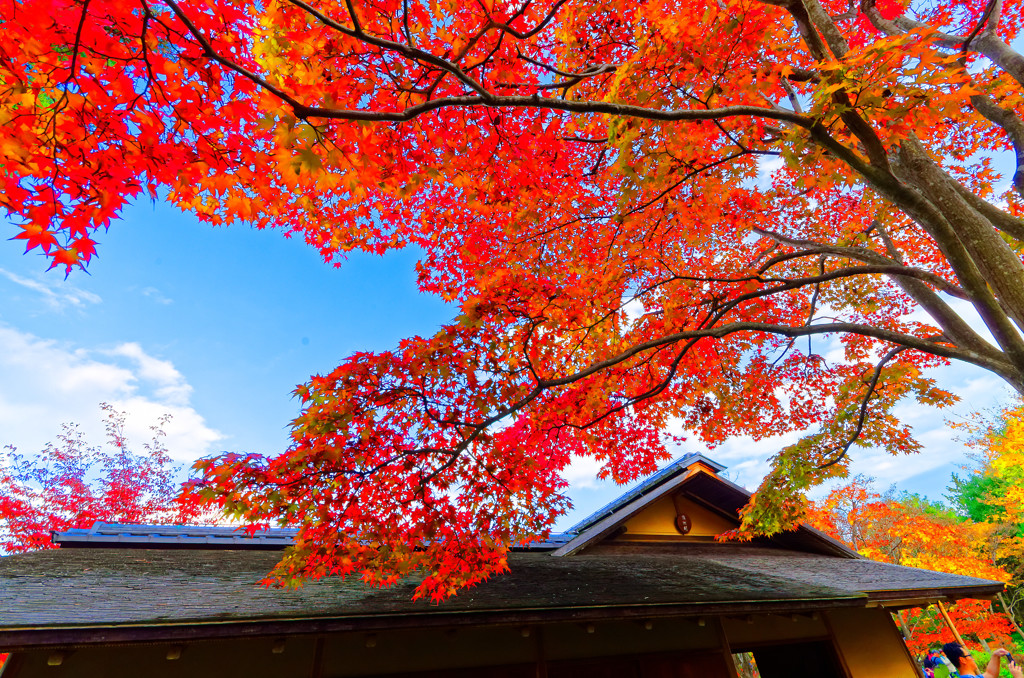 碧空と紅葉と清池軒 日本庭園③　（国営昭和記念公園）