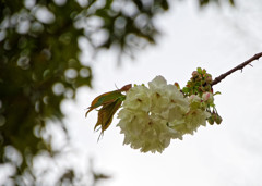 別所沼公園のウコン桜・・・黄桜酒造の名前の由来となった桜