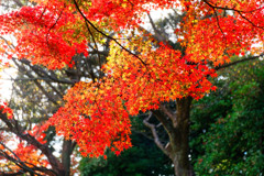 黄葉バックに紅色もみじ　（小石川後楽園）