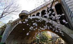音無親水公園　桜と音無橋（１）