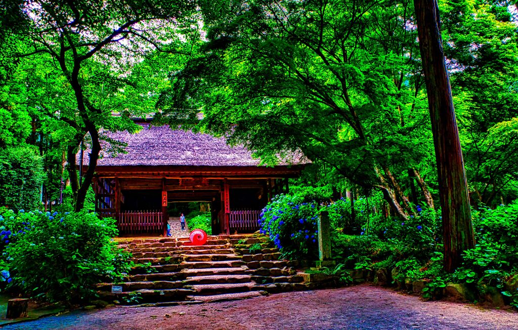 趣のある紫陽花情景⑥（防府市 阿弥陀寺)