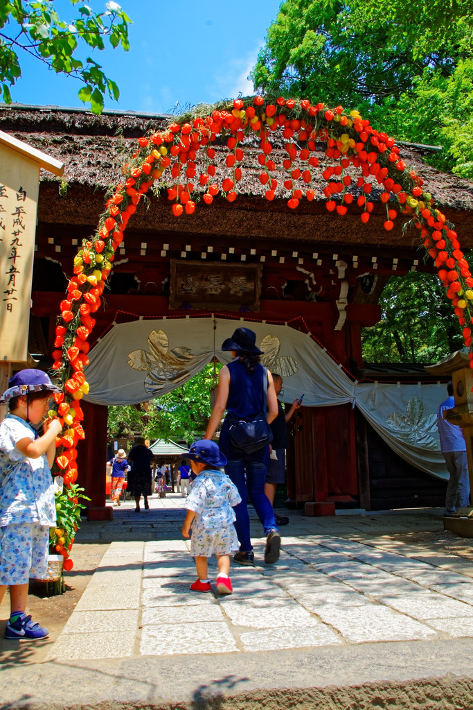 ほおずきのアーケードと親子　深大寺鬼燈祭にて