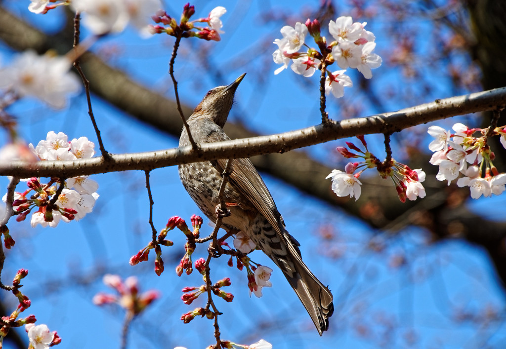 与野公園のヒヨ君と桜