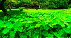 ハス池と涵徳亭　(小石川後楽園)