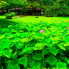 ハス池と涵徳亭　(小石川後楽園)