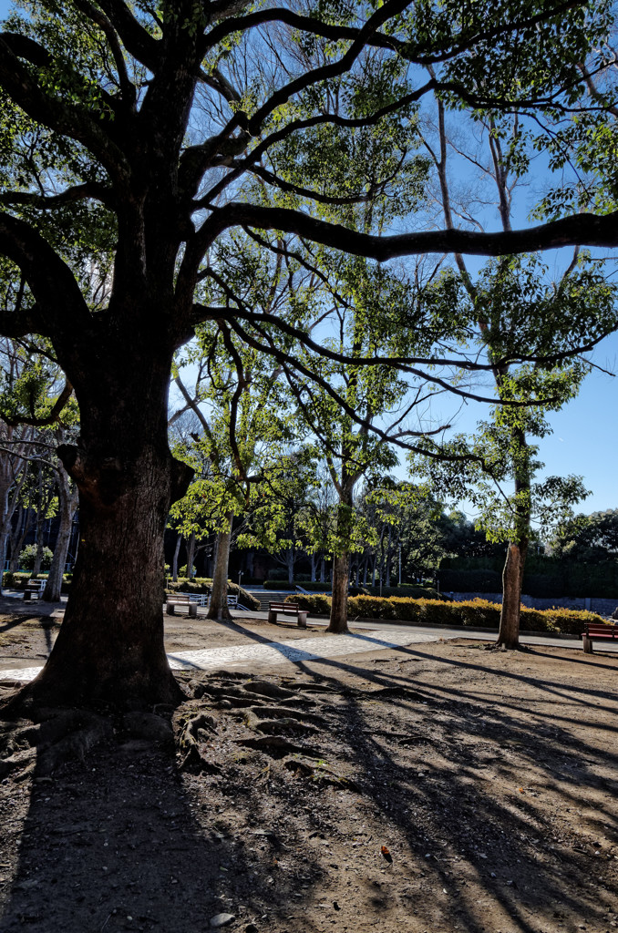 木漏れ日（１）