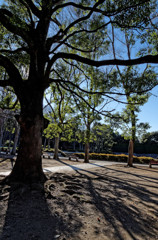 木漏れ日（１）