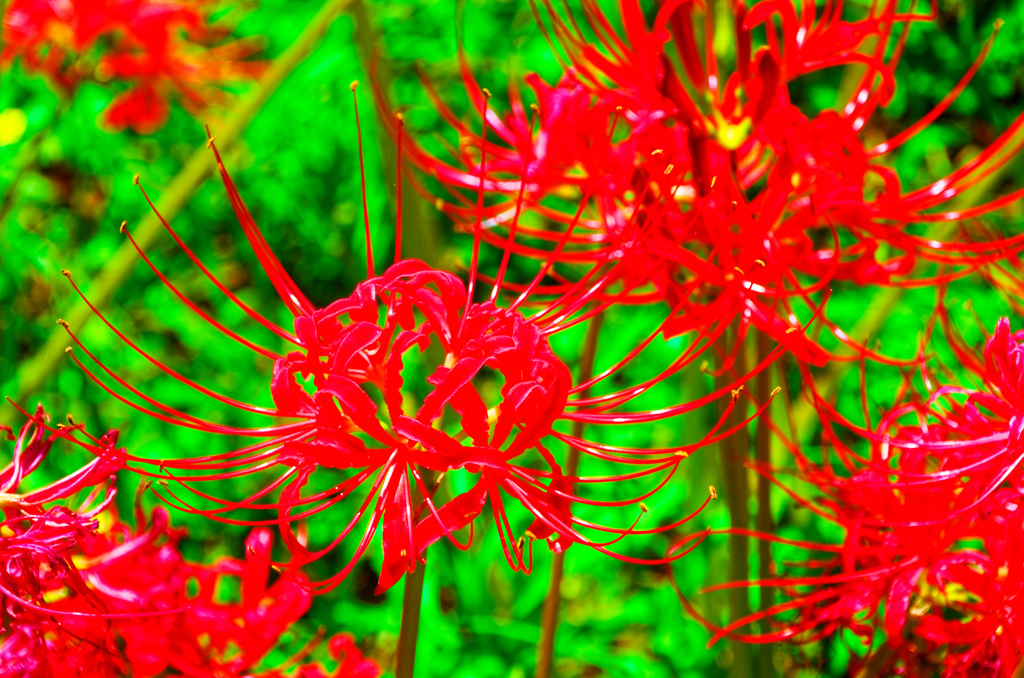 色鮮やかな花 曼珠沙華（小鯖八幡宮）
