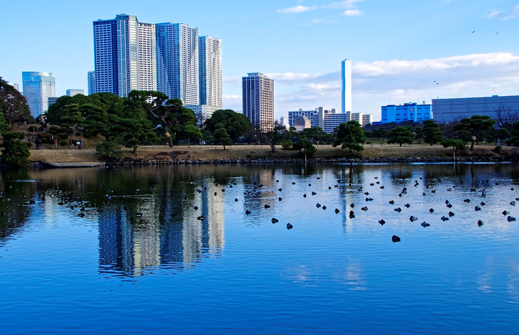 池の水鳥と水鏡　浜離宮恩賜庭園にて