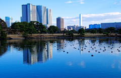 池の水鳥と水鏡　浜離宮恩賜庭園にて