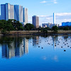 池の水鳥と水鏡　浜離宮恩賜庭園にて