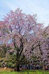 六義園　枝垂桜全体の一部を切り取りました