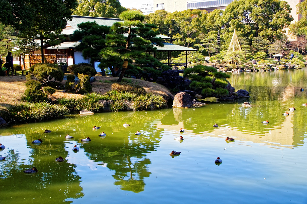 水鳥群れる大泉水②　清澄庭園にて