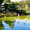 水鳥群れる大泉水②　清澄庭園にて