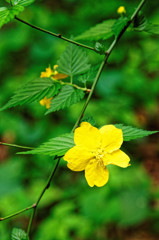 何の花かな～？