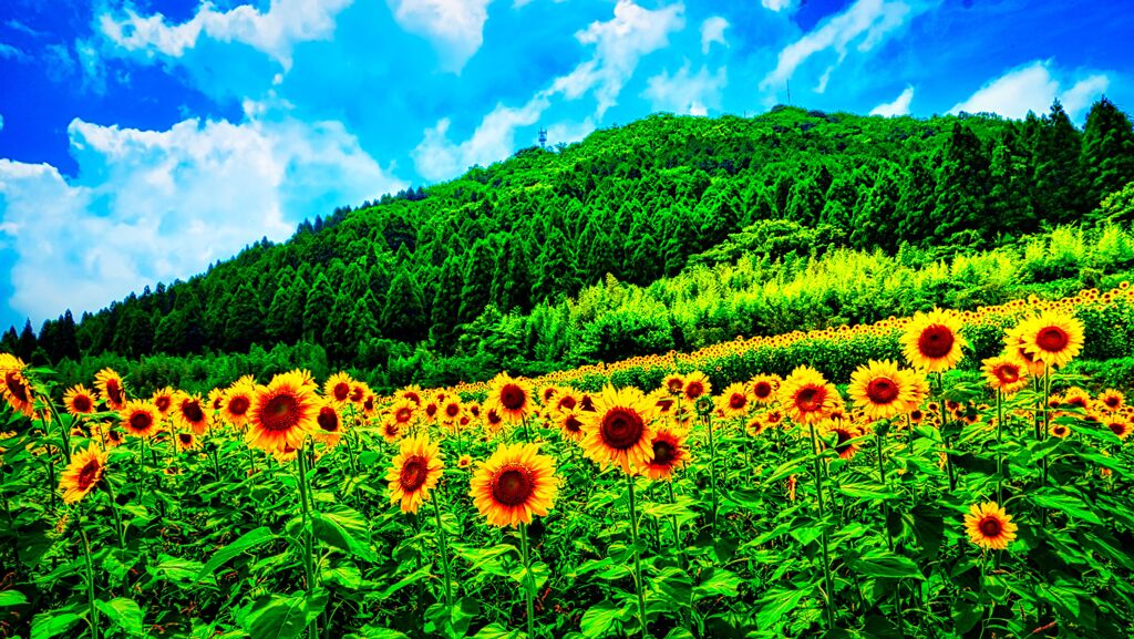 向日葵と伏馬山(萩市むつみフラワーロード)
