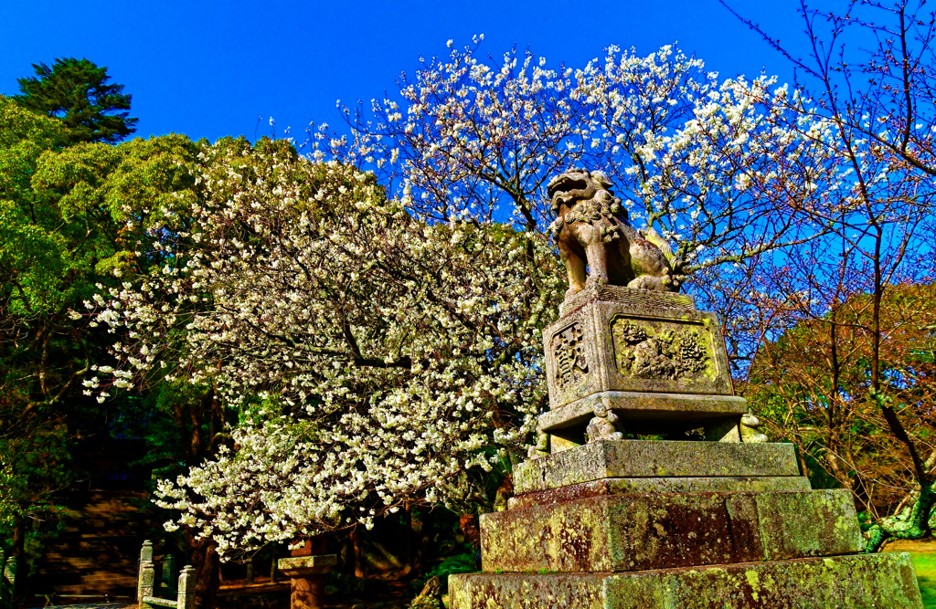 世界で２本しか無い桜（萩城跡 志都岐山神社）
