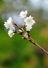 子福桜　浜離宮恩賜庭園にて