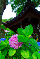 手水舎バックに紫陽花　（文京あじさいまつり 白山神社）