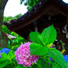 手水舎バックに紫陽花　（文京あじさいまつり 白山神社）