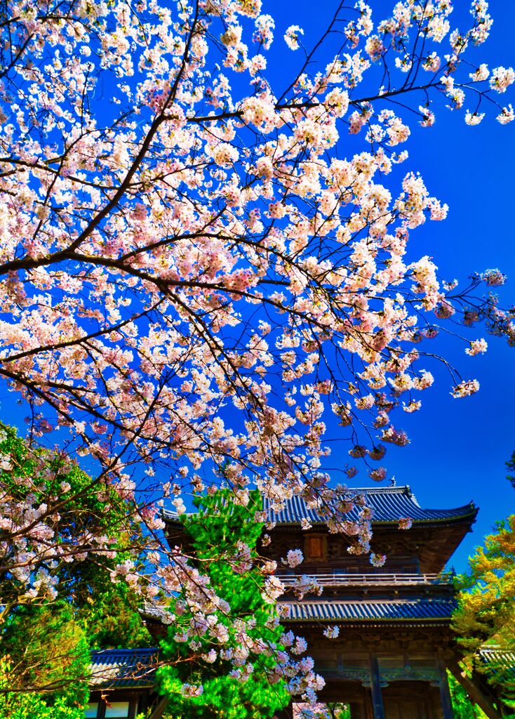 桜満開の東光寺　(山口県萩市 )