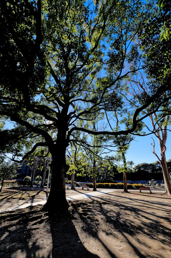 木漏れ日（２）