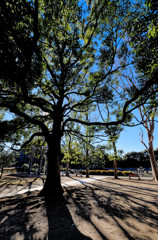 木漏れ日（２）