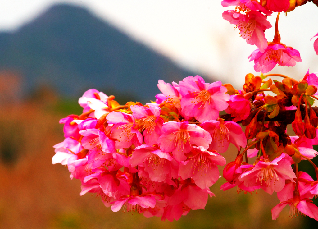 豊かに色付いた河津桜