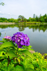 紫陽花　国営昭和記念公園にて