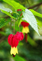 チロリアンランプと呼ばれる花